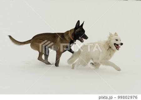 Two dogs running outdoor in winter, malinos, or belgian shepherd dog and white canadian shepherd. 99802976