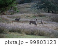 草原にたたずむ3頭の鹿 99803123