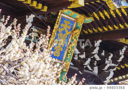 早春の北野天満宮　三光門　綺麗に咲いた白梅（京都市上京区馬喰町） 99803368