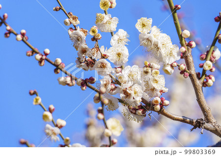 綺麗に咲いた白梅 早春の季節(北野天満宮) 綺麗に咲いた白梅 早春の季節(北野天満宮) 99803369