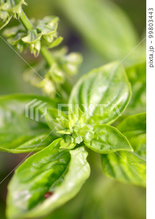 清楚で可憐な白いバジル・ハーブの花とおいしい葉をマクロレンズを使って接写撮影。 99803443