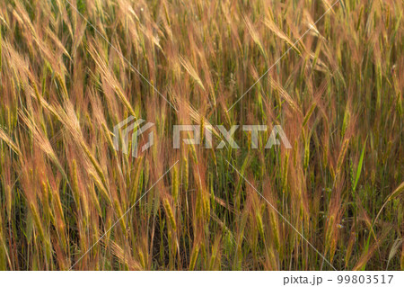 Wheat ears in sunlight, sunset on the field Wheat ears in sunlight, sunset on the field 99803517
