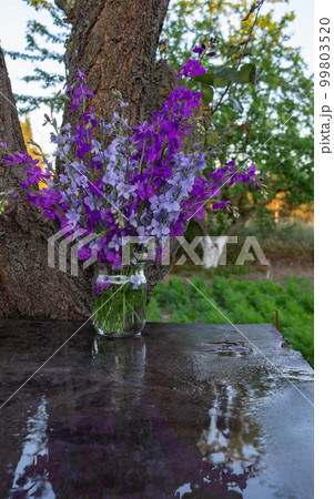 Beautiful bouquet of home flowers - blue and purple delphinium in a jar of water 99803520