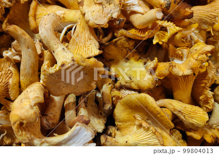 Close-up on a stack of golden chanterelle (Cantharellus cibarius) on a market stall. 99804013