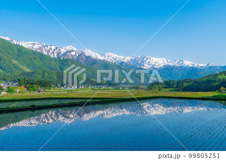 【初夏素材】白馬村の田植え前の水田と北アルプス【長野県】 99805251