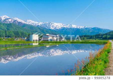 【初夏素材】白馬村の田植え前の水田と北アルプス【長野県】 【初夏素材】白馬村の田植え前の水田と北アルプス【長野県】 99805278