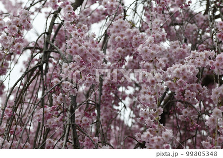 ピンク色が鮮やかな桜の花の群れ 99805348