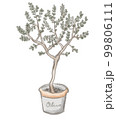 鉢植えのオリーブの樹 99806111