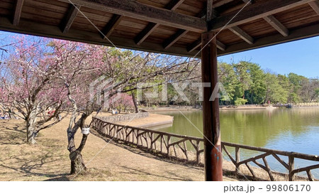 梅まつり〈南公園葵梅林/愛知県岡崎市〉 梅まつり〈南公園葵梅林/愛知県岡崎市〉 99806170