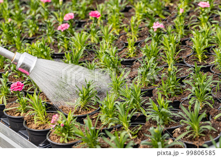 Watering spring flower plant 99806585