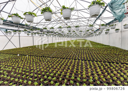 Green flower seedlings in pots 99806726