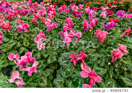 Cyclamen persicum flowers 99806791