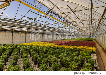 Greenhouse filled with chrysanthemums Greenhouse filled with chrysanthemums 99806976