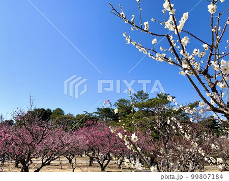 青空と梅まつり〈南公園葵梅林/愛知県岡崎市〉 99807184