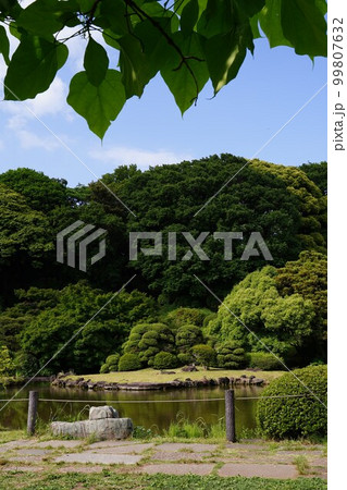 小石川植物園、小石川、植物園、koishikawa、日本、公園、庭園、日本庭園、植物、木、池、緑、自 99807632