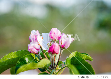 春のかわいいリンゴの花 春のかわいいリンゴの花 99808459