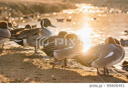 夕陽が反射して綺麗な水面と鴨 99808461