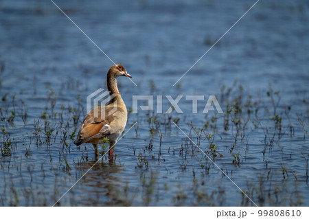 Egyptian goose stands in sunlit, grassy shallows Egyptian goose stands in sunlit, grassy shallows 99808610