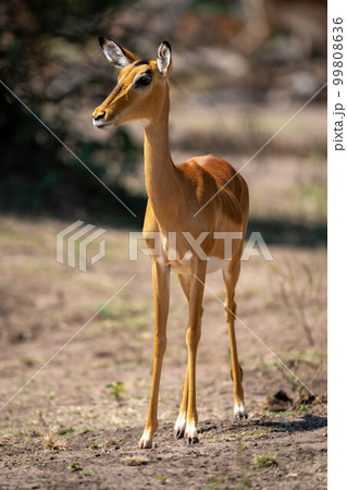 Female common impala stands sidelit watching camera 99808636