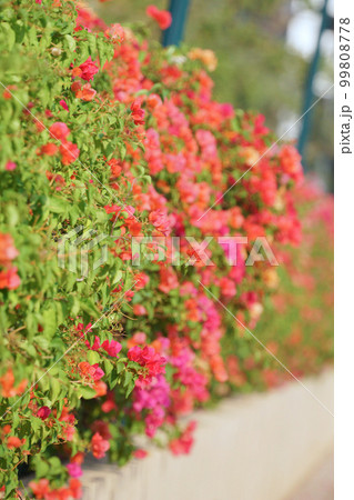 ブーゲンビリア、公園、花壇、庭、ガーデニング 99808778
