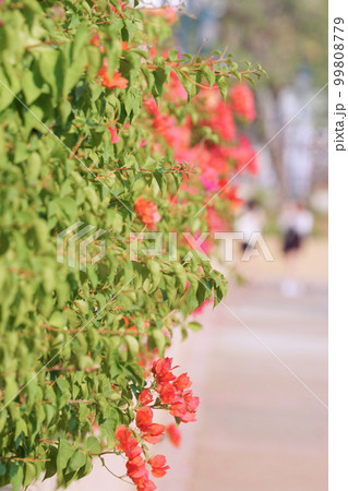 ブーゲンビリア、ブーゲンビレアの花（Bougainvillea, Bougain Villea） 99808779