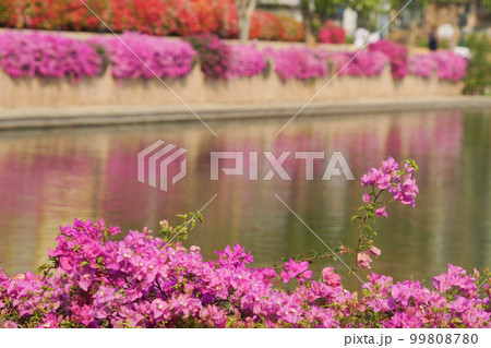 公園、花壇のイメージ写真、ブーゲンビリア、ブーゲンビレアのお花 公園、花壇のイメージ写真、ブーゲンビリア、ブーゲンビレアのお花 99808780
