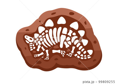 Stegosaurus fossils skeleton. Stegosaurus fossil bones. Dinosaur skeleton. Dinosaur bones with skull. Paleontology and archeology. 99809255