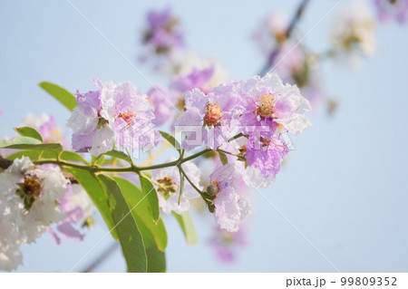 バナバ、大花百日紅/Banaba, Lagerstroemia speciosa in BKK バナバ、大花百日紅/Banaba, Lagerstroemia speciosa in BKK 99809352