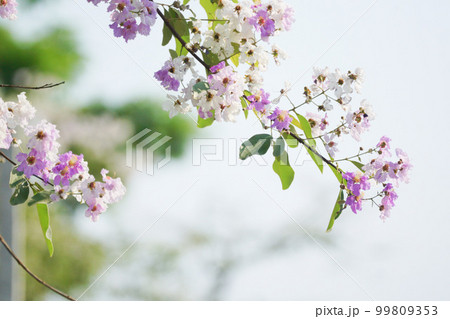 バナバ、オオバナサルスベリ､大花百日紅 99809353