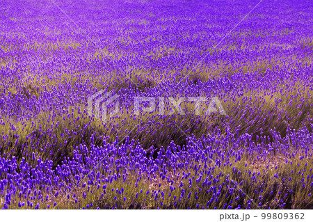 Purple expanse 99809362