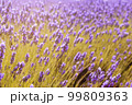 Purple expanse 99809363