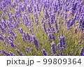 Purple expanse 99809364