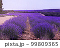 Purple expanse 99809365