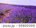 Purple expanse 99809366