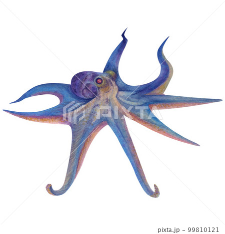 A set of watercolor illustrations manta ray, squid, jellyfish, octopus, anglerfish, corals, stones A set of watercolor illustrations manta ray, squid, jellyfish, octopus, anglerfish, corals, stones 99810121