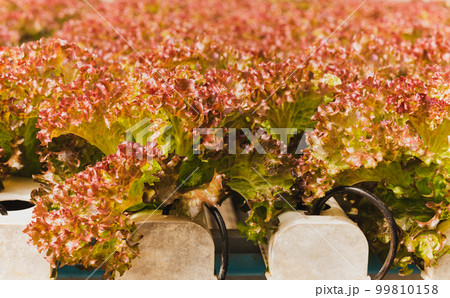 Fresh organic red lettuce salad plant in hydroponics vegetables farm. 99810158