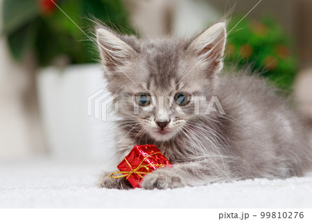 A fluffy gray kitten plays with a gift box on a gray background at home. Toys and goods for animals, pet shop. 99810276