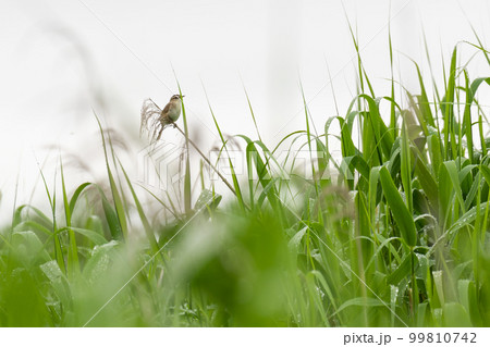 葦にとまるヨシキリの写真 99810742