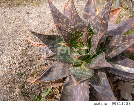 Aloe maculata, aloe saponaria, soap aloe or zebra aloe 99811588