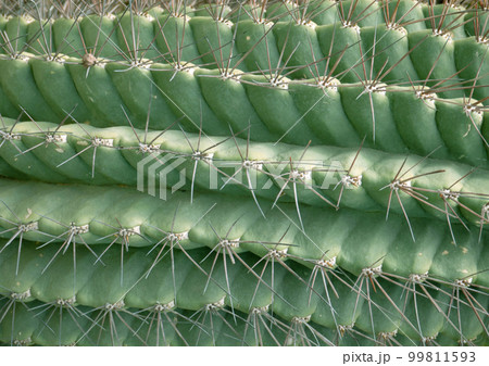 Abstract macro of echinopsis cactus with lines of thorns. Abstract macro of echinopsis cactus with lines of thorns. 99811593