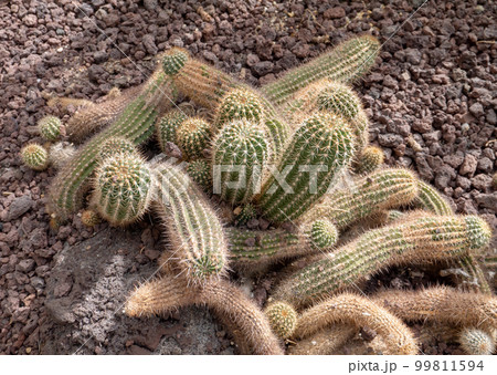 Echinopsis tubiflora or hedgehog cactus plant Echinopsis tubiflora or hedgehog cactus plant 99811594