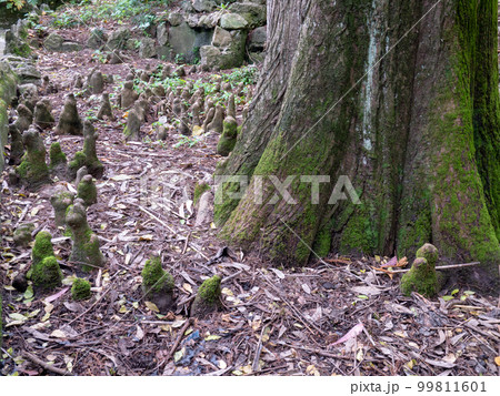 Taxodium distichum, bald cypress or swamp cypress tree surrounded by cypress knees 99811601