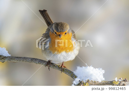 a robin sits on a snowy branch in winter 99812465