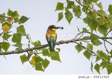 bee-eater with prey sits on a branch 99812468