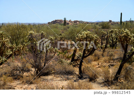 Cholla cactus, Sonora Desert, Mid Summer 99812545