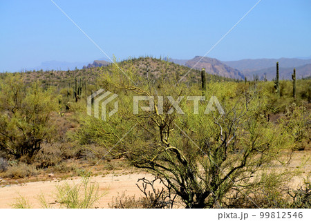 Palo Verde Tree, Sonora Desert, Mid Summer Palo Verde Tree, Sonora Desert, Mid Summer 99812546