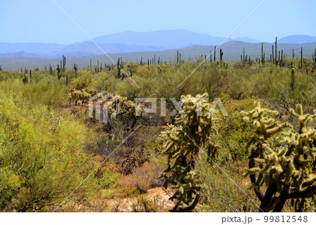 Sonora Desert Arizona 99812548