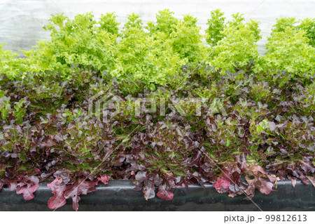 Organic hydroponic vegetable cultivation farm 99812613
