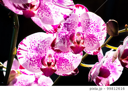 Beautiful orchid flower and green leaves background in the garden .Orchids close up Beautiful orchid flower and green leaves background in the garden .Orchids close up 99812616