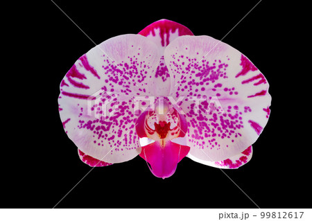 Beautiful orchid flower isolated on white background with clipping path 99812617